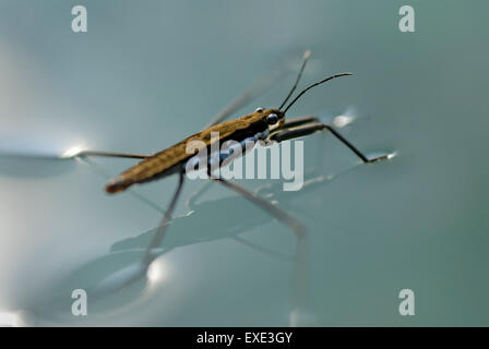 Water Strider, Gerris remigis, tension de surface à l'aide de marcher sur l'eau Banque D'Images