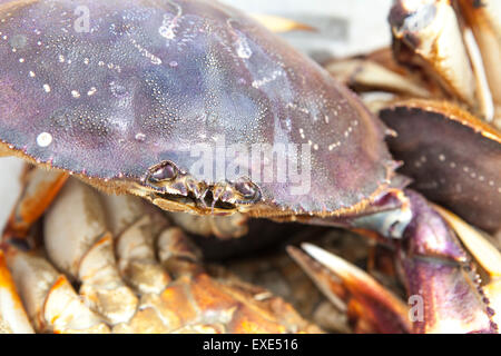 Le crabe dormeur Alaska close-up avec d'autres crabes de l'arrière-plan. Banque D'Images