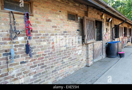 Faisceau cheval accroché à un mur stable, Juillet 2015 Banque D'Images