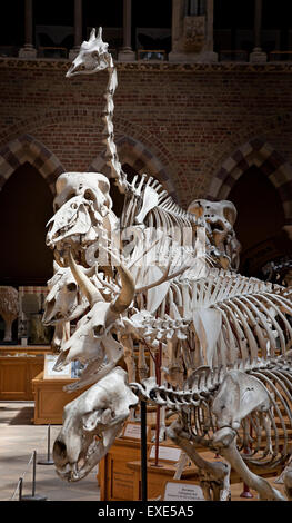 Des squelettes de mammifères marins à l'affiche au Musée d'Histoire Naturelle d'Oxford Banque D'Images