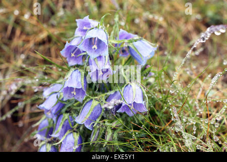 Campanula alpina macro. Les fleurs de montagne des Carpates Banque D'Images