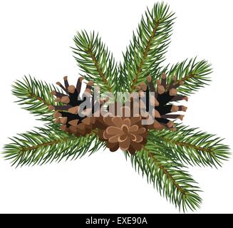 Des branches de sapins et les cônes. Vector illustration. Illustration de Vecteur