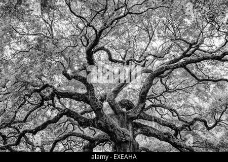 Angel Oak Tree en noir et blanc, situé sur l'île de Johns en Caroline du Sud. Banque D'Images