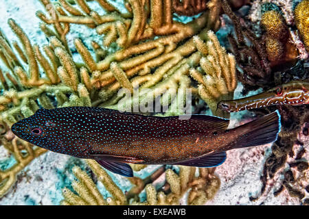 Coney étant suivi d'un poissons-trompette à Sharon de sérénité dans Klein Bonaire, Bonaire Banque D'Images