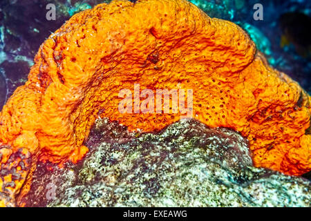 Oreilles d'éléphant massif de Sharon à l'Éponge la sérénité à Klein Bonaire, Bonaire Banque D'Images