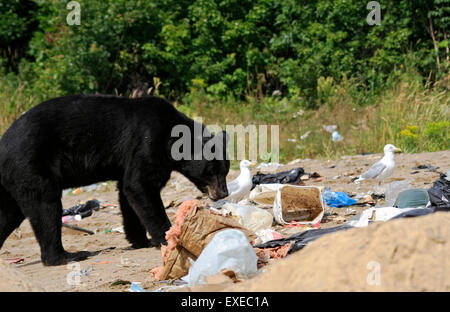 La recherche d'ours noir sauvage en décharge de l'alimentation dans le Nord de l'Ontario, Canada Banque D'Images