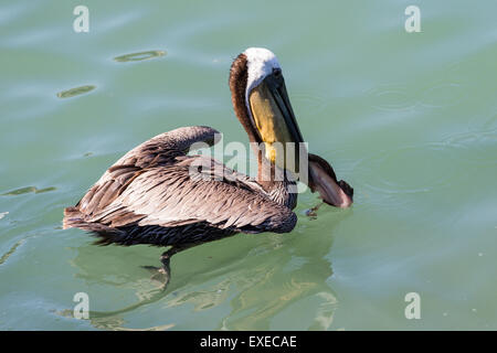 Gros plan d'une consommation de poisson pelican scraps après le pêcheur nettoyé Banque D'Images