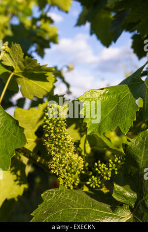 Close up de début du printemps petits raisins à Napa Valley Banque D'Images