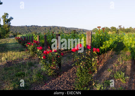 Vigne à Napa Valley en Californie, avec roses rouges au début et à la fin de chaque rang de vignes Banque D'Images