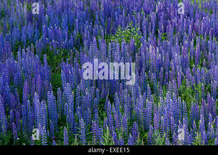 Champ rempli de fleurs de lupin, vu du dessus Banque D'Images