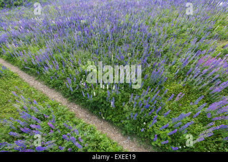 Sentier étroit au milieu d'un champ plein de fleurs de lupin, vu du dessus Banque D'Images