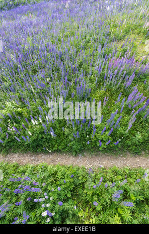 Sentier étroit au milieu d'un champ plein de fleurs de lupin, vu du dessus Banque D'Images