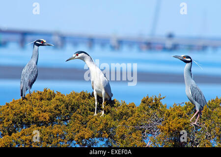 Deux Bihoreaux gris jaune et un Bihoreau gris sitting in tree ensemble. Banque D'Images