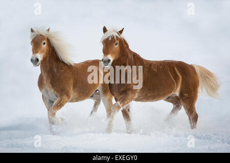 Des chevaux Haflinger dans la neige, Tyrol, Autriche Banque D'Images