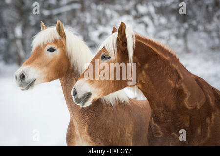 Des chevaux Haflinger dans la neige, Tyrol, Autriche Banque D'Images