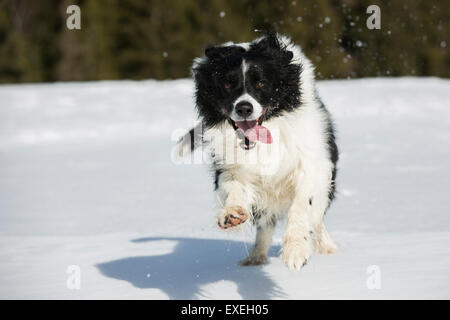 Border Collie dans la neige, Tyrol, Autriche Banque D'Images