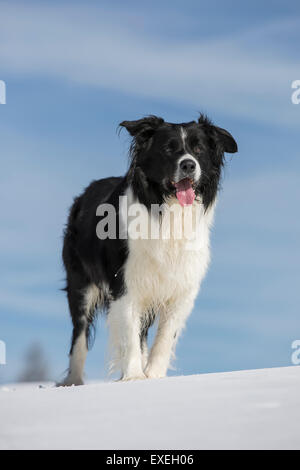 Border Collie dans la neige, Tyrol, Autriche Banque D'Images