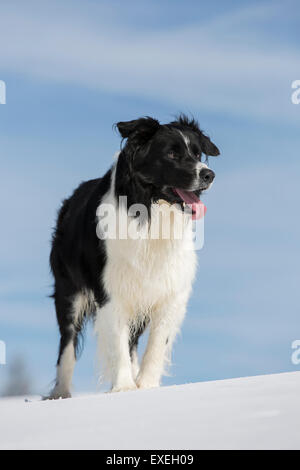 Border Collie dans la neige, Tyrol, Autriche Banque D'Images