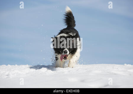 Border Collie dans la neige, Tyrol, Autriche Banque D'Images