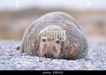 Phoque gris (Halichoerus grypus), Bull se prélasse sur la plage de Heligoland, Schleswig-Holstein, Allemagne Banque D'Images