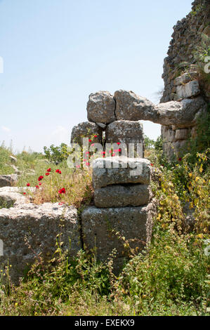 Poppy est commun au printemps la floraison dans les ruines de Milet, une ville grecque de nos jours en Turquie. Klatschmohn blüht à Milet. Banque D'Images