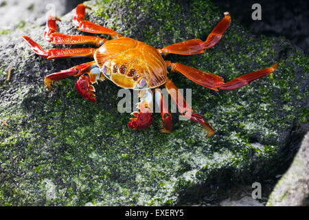 Sally Lightfoot crab assis sur une pierre recouverte de mousse Banque D'Images