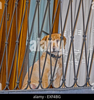 Pas d'évasion pour ce chien Palma Majorque Espagne Banque D'Images