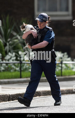 Les ministres arrivent à la première réunion du Cabinet après les élections au 10 Downing Street. Avec : Larry le Chat Où : London, Royaume-Uni Quand : 12 mai 2015 Banque D'Images