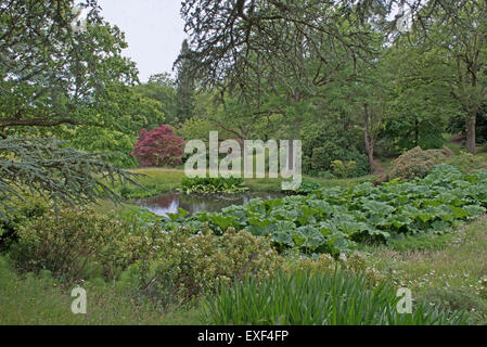 Center de l étang à l'eau & Woodland High Beeches Garden, Handcross, West Sussex, Angleterre, RU, FR Banque D'Images