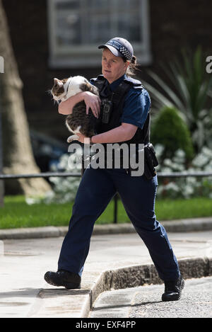 Les ministres arrivent à la première réunion du Cabinet après les élections au 10 Downing Street. Avec : Larry le Chat Où : London, Royaume-Uni Quand : 12 mai 2015 Banque D'Images