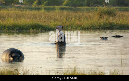 Troupeau de Hioops dans une rivière à la Moremi au Botswana, l'Afrique, au temps du soir Banque D'Images