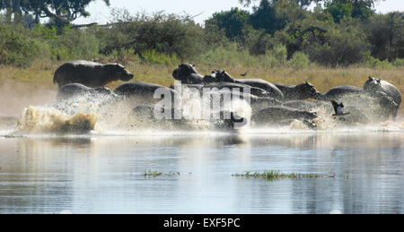 Troupeau de Hioops courir dans une rivière à la Moremi au Botswana, l'Afrique Banque D'Images