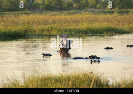 Troupeau de Hioops dans une rivière à la Moremi au Botswana, l'Afrique, au temps du soir Banque D'Images