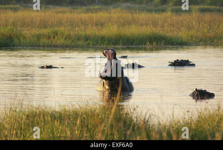 Troupeau de Hioops dans une rivière à la Moremi au Botswana, l'Afrique, au temps du soir Banque D'Images