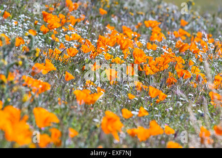 Le printemps à la Californie, des milliers de fleurs fleurir sur les collines de l'Antelope Valley California Poppy préserver Banque D'Images