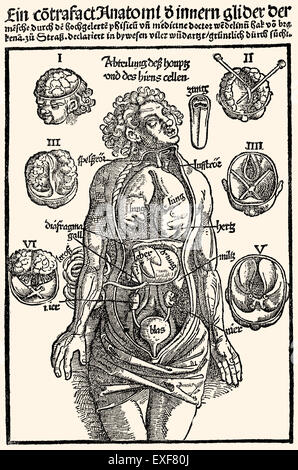 Anatomie médecine organes intérieurs gravure sur bois par Hans Wechtlin Feldbuch der 'Wunderarzney' par Hans von Gersdorff, Strasbourg, 1517 Banque D'Images