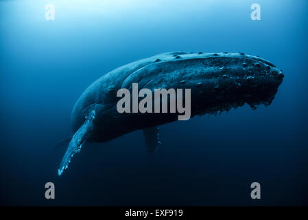 Baleine à bosse (Megaptera novaeangliae) nageant dans l', Roca Partida, Revillagigedo, Mexique Banque D'Images