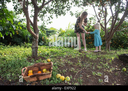 Jeune femme à l'orange fraîchement cueillies remise toddler daughter in garden Banque D'Images