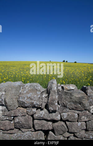 Un mur de pierre en face d'un champ de colza jaune avec un fond d'un ciel bleu clair Banque D'Images