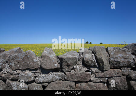 Un mur de pierre en face d'un champ de colza jaune avec un fond d'un ciel bleu clair Banque D'Images