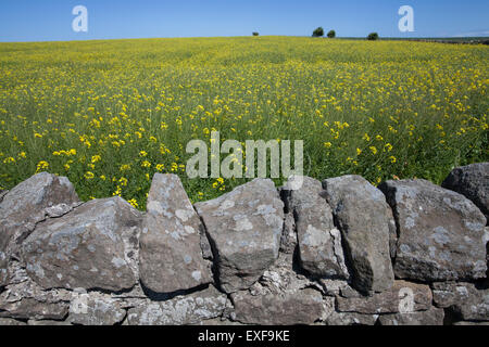 Un mur de pierre en face d'un champ de colza jaune avec un fond d'un ciel bleu clair Banque D'Images