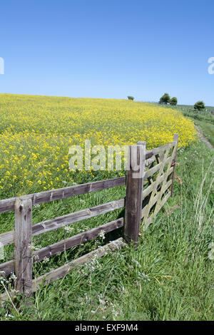 La ferme en bois en face d'un champ de colza jaune avec un fond d'un ciel bleu clair Banque D'Images