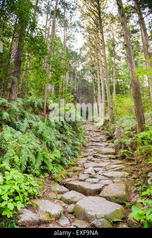 Matsumoto transmettre le Kumano Kodo, un sentier sacré et site du patrimoine mondial près de Kumano City, Japon. Banque D'Images