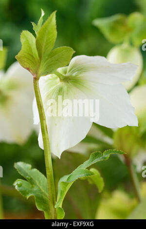 Helleborus x hybridus 'Joli' Ellen White Hellebore Retour de février Fleurs Banque D'Images