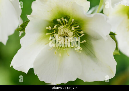 Helleborus x hybridus 'Joli' Ellen White Hellebore Février Banque D'Images