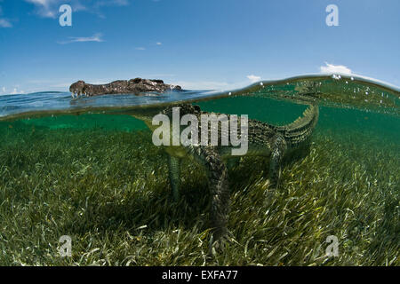 Crocodile (Crocodylus acutus) dans les eaux claires des Caraïbes, banques Chinchorro (Réserve de biosphère), Quintana Roo, Mexique Banque D'Images