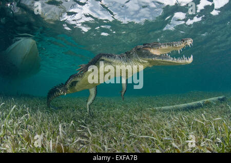 Crocodile (Crocodylus acutus) dans les eaux claires des Caraïbes, banques Chinchorro (Réserve de biosphère), Quintana Roo, Mexique Banque D'Images