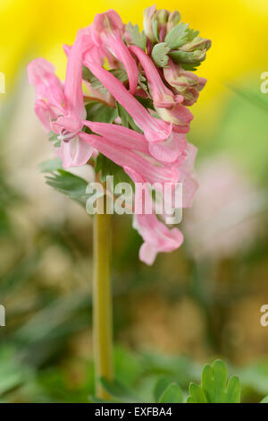 Corydalis solida subsp. solida 'Beth Evans Fumewort Mars Banque D'Images