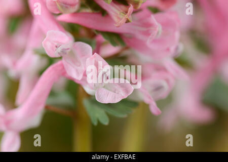 Corydalis solida subsp. solida 'Beth Evans Fumewort Mars Banque D'Images