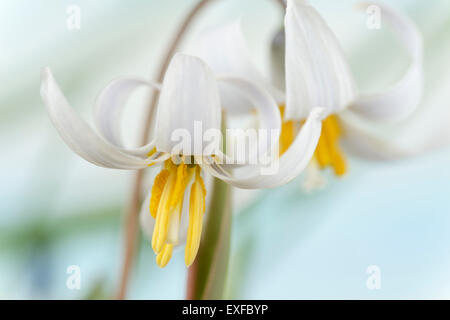 Erythronium dens-canis var. niveum dent chien Mars lily Truite violet Banque D'Images